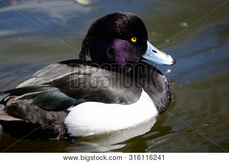 Portrait Of A Tufted Duck Swimming In The Water