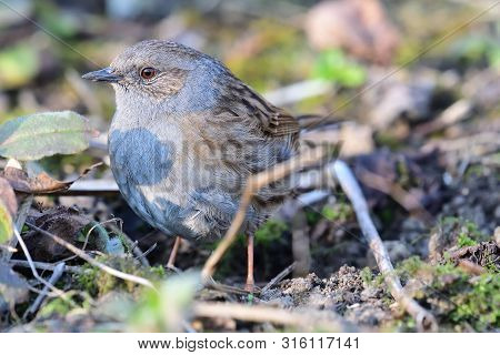 Close Up Of A Dunnock (prunella Modularis) In The Garden