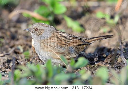 Close Up Of A Dunnock (prunella Modularis) In The Garden