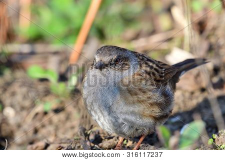 Close Up Of A Dunnock (prunella Modularis) In The Garden