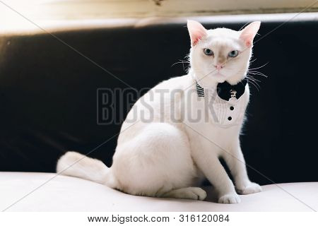 Portrait Of Tuxedo White Cat Wearing Suit,animal  Fashion Concept.