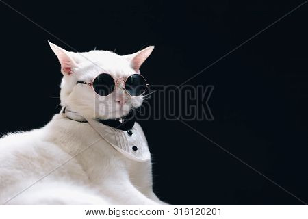 Portrait Of Tecido White Cat Wearing Sunglasses  And Suit,animal  Fashion Concept.