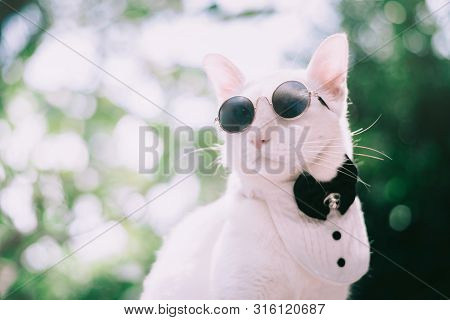 Portrait Of Tuxedo White Cat Wearing Sunglasses And Suit,animal  Fashion Concept.