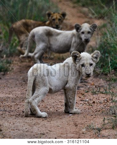 Three Lion Cubs, Two Of Which Are Albine, Stare Back