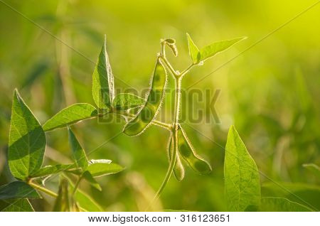 Young Green Pods Of Varietal Soybeans On The Stem Of A Plant In A Soybean Field In The Morning Durin