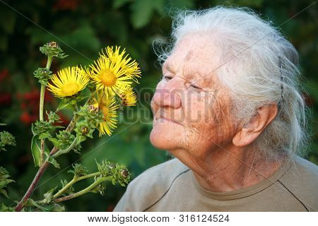 Close-up Portrait Of An Old Woman With Gray Hair Smiling And Sniffing A Big Yellow Flower, Face In D