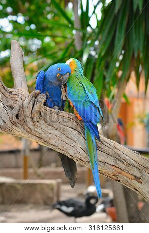 Blue Parrots, Colorful Birds Sitting On The Branch.