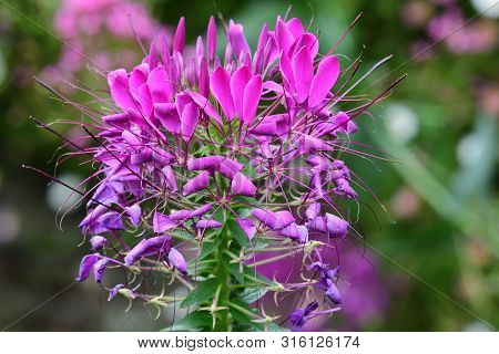 Close Up Of A Pink Spiderflower (cleome Hassleriana) In Bloom In The Garden