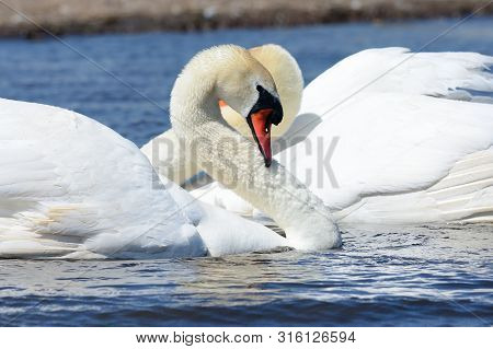 Two Mute Swans In The Water Performing A Courting Ritual