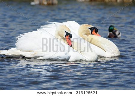 Two Mute Swans In The Water Performing A Courting Ritual