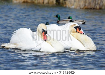 Two Mute Swans In The Water Performing A Courting Ritual