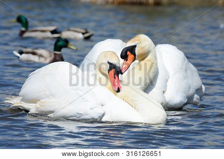 Two Mute Swans In The Water Performing A Courting Ritual