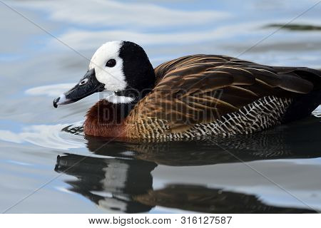 Close Up Of A White Faced Whistling Duck Swimming In The Water
