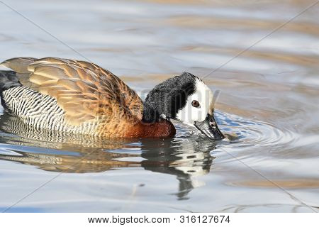 Portrait Of A White Faced Whistling Duck In The Water