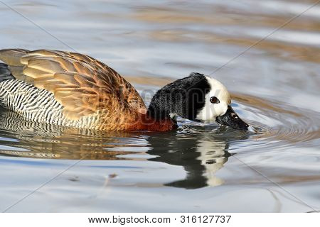 Portrait Of A White Faced Whistling Duck In The Water