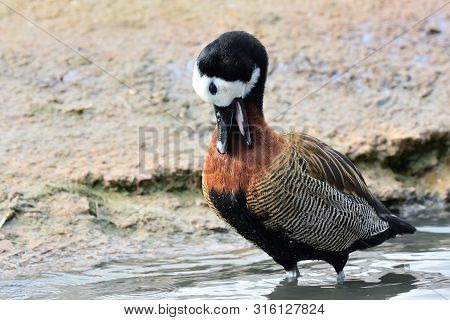 Portrait Of A White Faced Whistling Duck Preening Itself