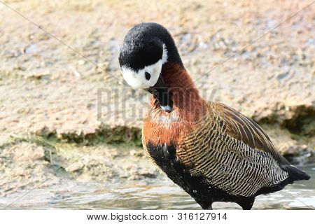 Portrait Of A White Faced Whistling Duck Preening