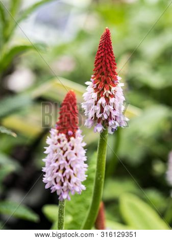 Primula Vialii - Orchid Primrose - Free-standing - Background In Focus