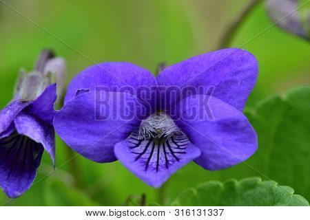 Macro Shot Of Common Violets (viola Odorata) In Bloom