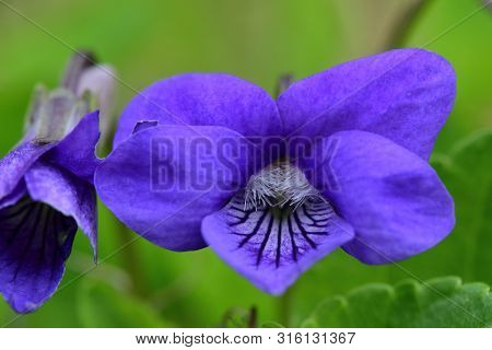 Macro Shot Of Common Violets (viola Odorata) In Bloom