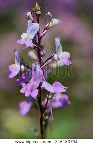Close Up Of A Moroccan Toadflax (linaria Maroccana) Flower In Bloom