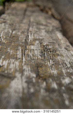 Old Wood Texture. Grunge Retro Vintage Wooden Board.