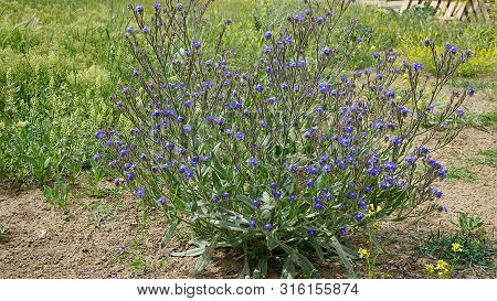 Beef Tongue Herb, Medicinal Herbs Beef Tongue, Beef Tongue Blue Flowering Plant,