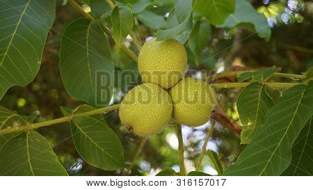 Leafy Walnut Tree, Fresh Shelled Green Walnut, Walnut On Tree,