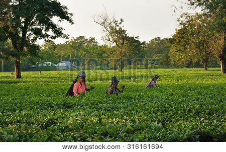 Women Pick Up Tea Leafs By Hand At Tea Garden In Darjeeling, One Of The Best Quality Tea In The Worl