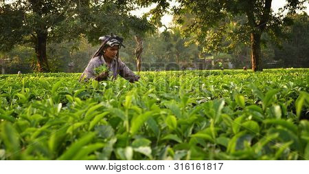 Woman Pick Up Tea Leafs By Hand At Tea Garden In Darjeeling, One Of The Best Quality Tea In The Worl
