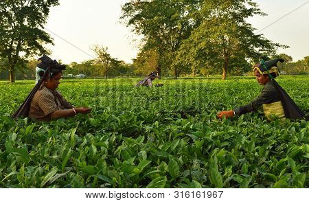 Women Pick Up Tea Leafs By Hand At Tea Garden In Darjeeling, One Of The Best Quality Tea In The Worl