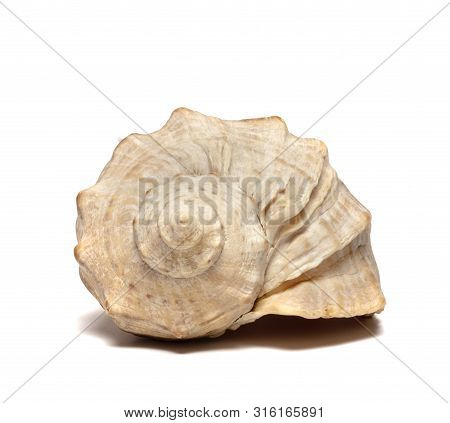 Sea ​​shell Lies On A White Background