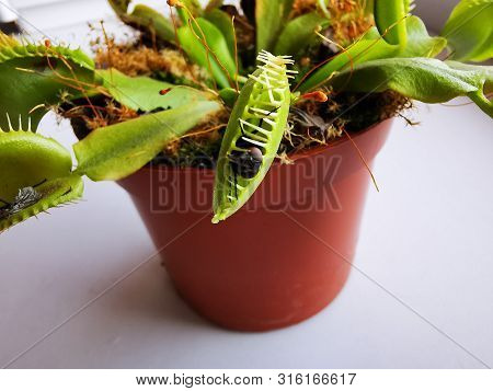 The Fly In The Leaves Of Venus Flytrap Flycatchers (flycatchers).