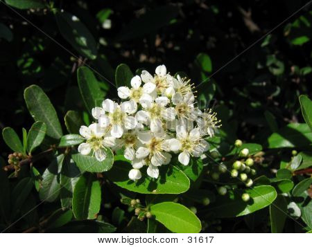 花