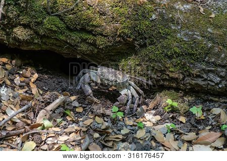 River Crab Potamonautes Sp. In Its Hole Under The Stone. Freshwater Crab Or Land Crab. Rhodes Greece