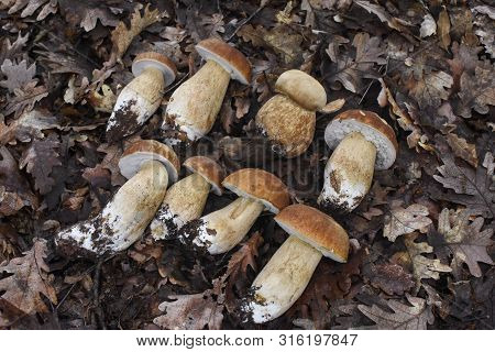 Boletus Mushroom (boletus Aereus) In The Forest. Forest Fungi Boletus. Nature Background Texture, Ki