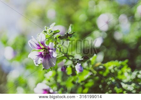 Hibiscus Syriacus Althea Rose Of Sharon Flower (also Called Aphhrodite Hibiscus) Tree Shot On A Sunn