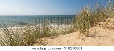 Panorama Shot Of Beach Grass In Dune Landscape With Beach And Ocean In The Background