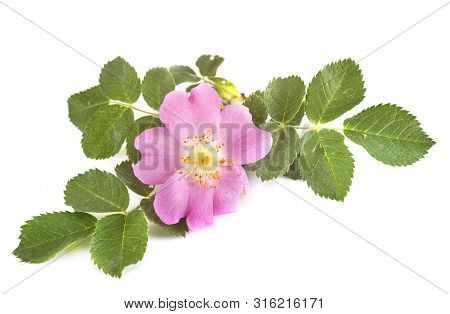 Rosa Acicularis In Front Of White Background