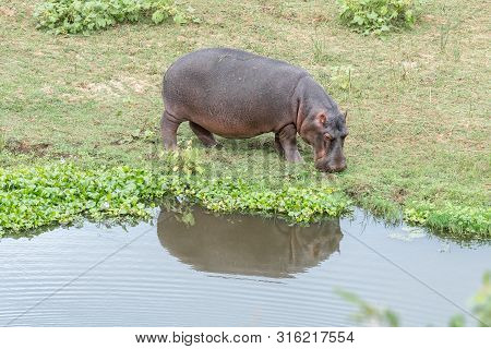 A Hipppotamus, Hippopotamus Amphibius, Grazing At A Pond With Water Hyacinth