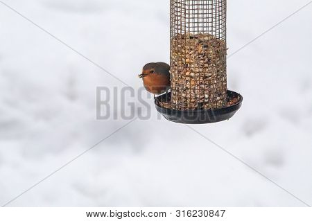 A Robin On A Bird Feeder In The Snow