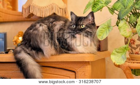 Siberian Cat With A Fluffy Tail On A Yellow Chest Of Drawers And A Yellow Table Lamp Near The Home F