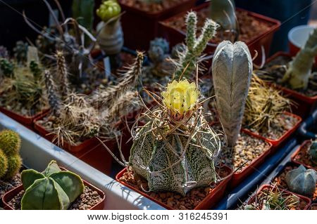 Floral Exhibition, Flowers Of Succulent In Little Pots, Yellow Bloomig. Concept Of Houseplant, Mini 