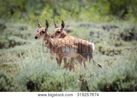 Two Baby Pronghorn Antelope Fawns In Colorado