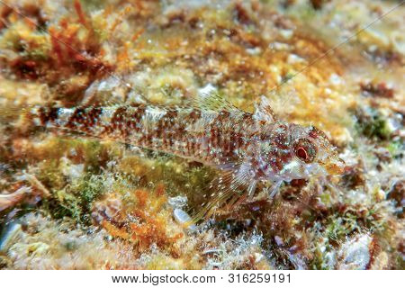 Portrait Of Cute Blenny Fish, Close Up