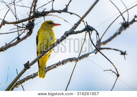 Young Male Eurasian Golden Oriole Or Oriolus Oriolus On Tree Branch