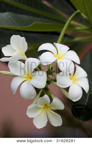 Branch of tropical flowers frangipani  plumeria