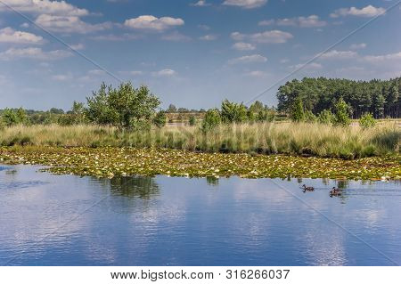 Small Pool In The Moors Of National Park Dwingelderveld In Drenthe, Netherlands