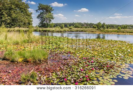 Pink Waterlilies In The Moors Of Dwingelderveld National Park, Netherlands