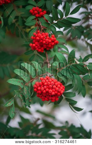 Rowan on a branch. Closeup vertical photo. Red rowan berries on rowan tree. Sorbus aucuparia.